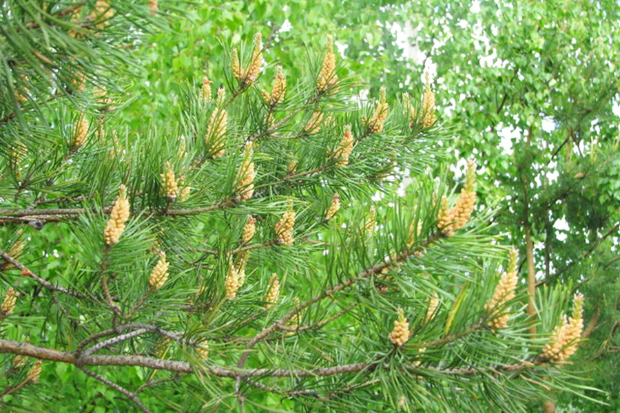 Сосновые побеги / Pine sprouts (Россия)