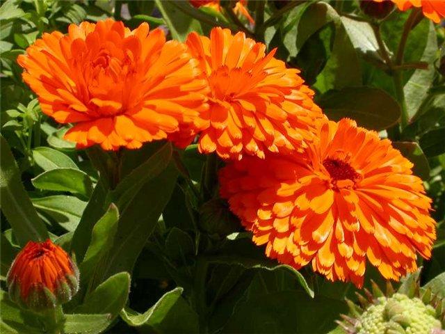 Календула — цветок солнца