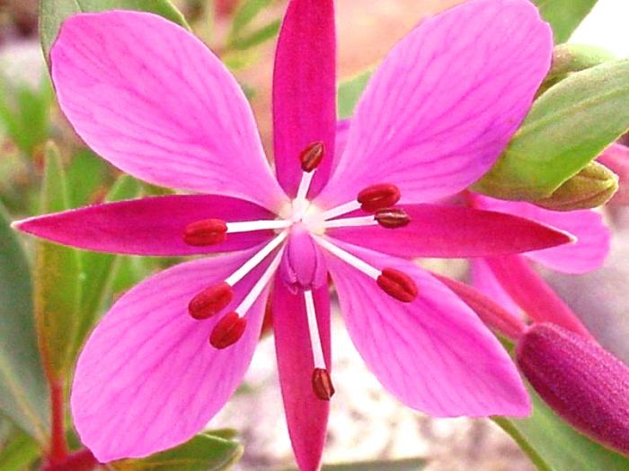 Медоносный цветок Кипрея