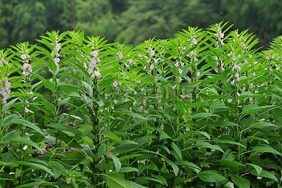 Кунжут