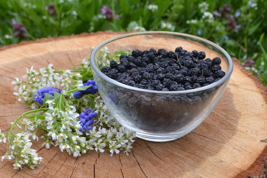 Фото Листьев Черемухи